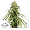 ce-Cream-Haze-Dutch-Passio