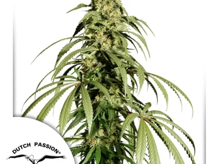 ce-Cream-Haze-Dutch-Passio