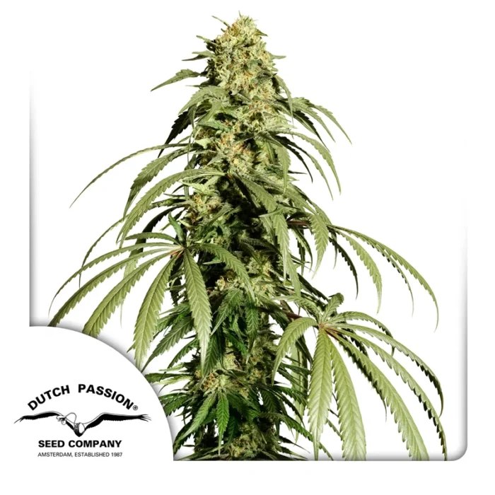 DUTCH PASSION - ICE CREAM HAZE REG – Image 1