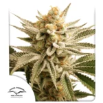 DUTCH PASSION - LEMON Z FEM