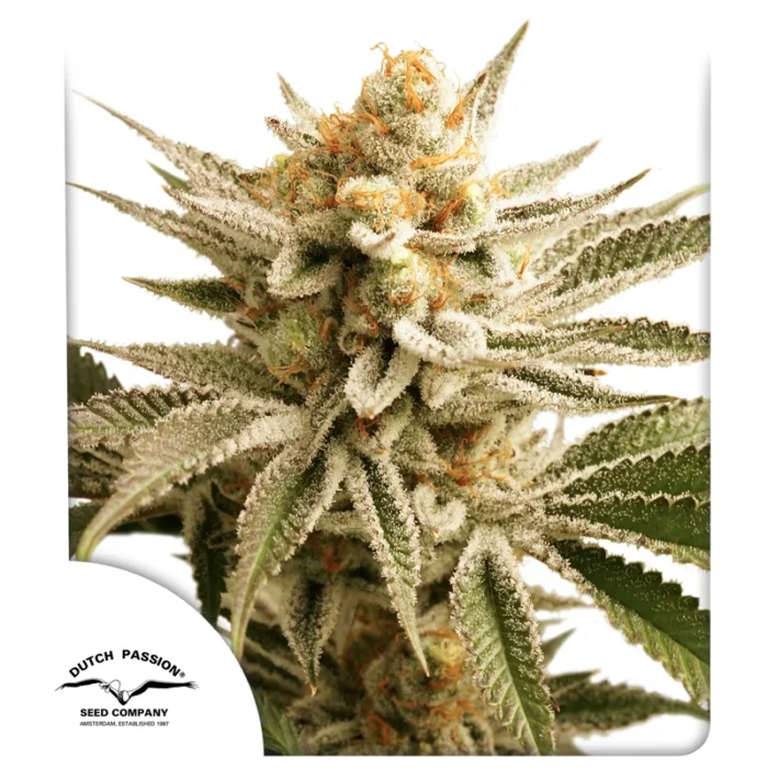 DUTCH PASSION - LEMON Z FEM – Image 1