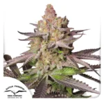 DUTCH PASSION - MELONADE RUNTZ FEM