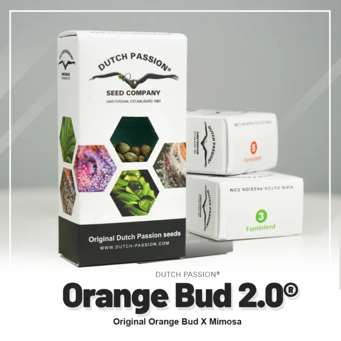 DUTCH PASSION - ORANGE BUD 2.0 FEM - immagine 2