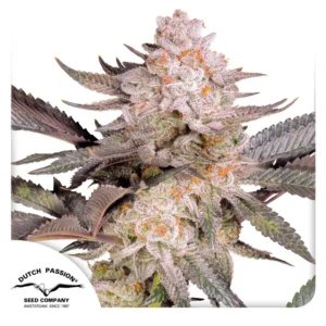 Orange Bud - Dutch Passion - Budream