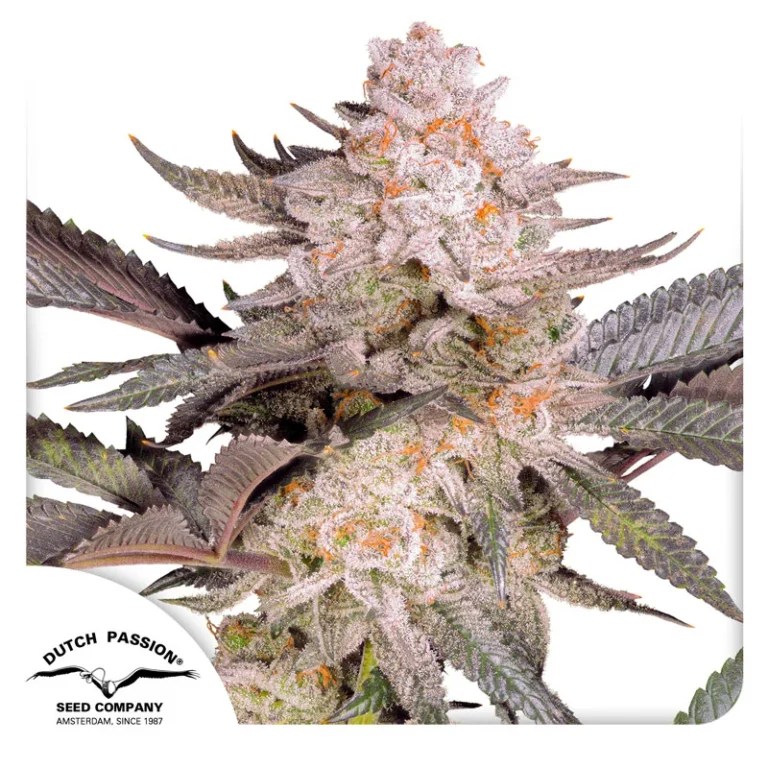Orange Bud - Dutch Passion - Budream