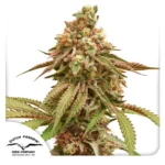 DUTCH PASSION - TROPICAL TANGIE FEM