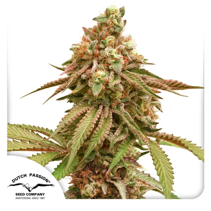 DUTCH PASSION - TROPICAL TANGIE FEM – Image 1