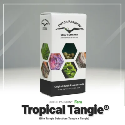 DUTCH PASSION - TROPICAL TANGIE FEM - immagine 2