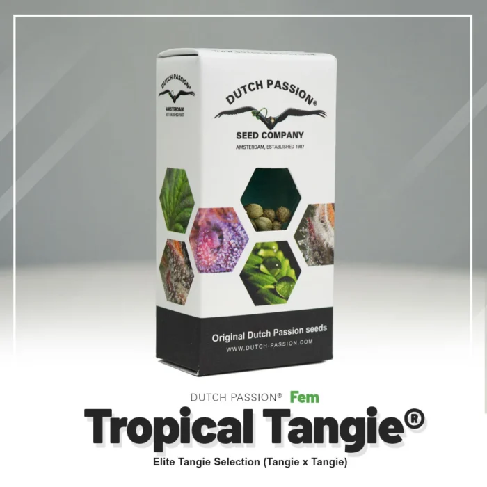 DUTCH PASSION - TROPICAL TANGIE FEM – Image 2
