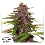 DUTCH PASSION - AUTO FORBIDDEN CHERRY FEM