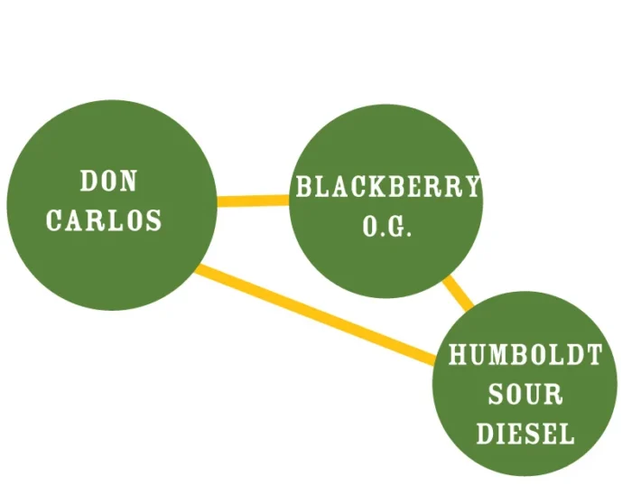 HUMBOLDT SEEDS COMPANY - DON CARLOS FEM - Imagen 2