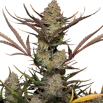 FAST BUDS - APPLE STRUDEL AUTO FEM