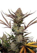 FAST BUDS - APPLE STRUDEL AUTO FEM