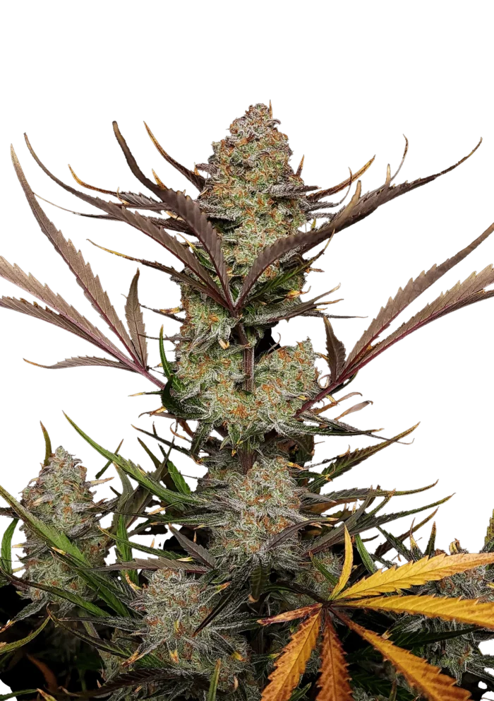 FAST BUDS - APPLE STRUDEL AUTO FEM - immagine 1