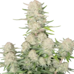 FAST BUDS - APRICOT AUTO FEM