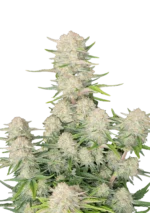 FAST BUDS - APRICOT AUTO FEM