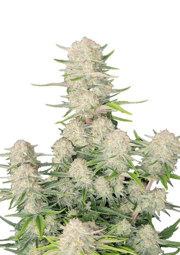 FAST BUDS - APRICOT AUTO FEM – Image 1