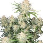 FAST BUDS - FROSTBANGER AUTO FEM