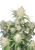 FAST BUDS - FROSTBANGER AUTO FEM
