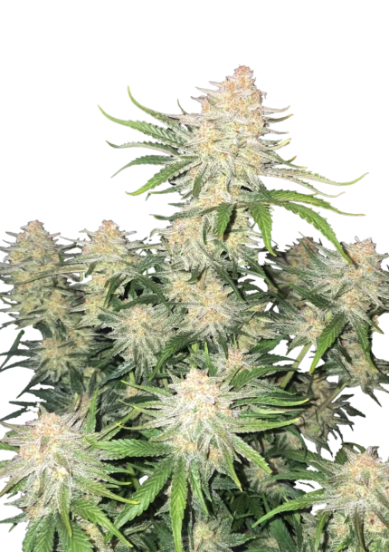 FAST BUDS - FROSTBANGER AUTO FEM