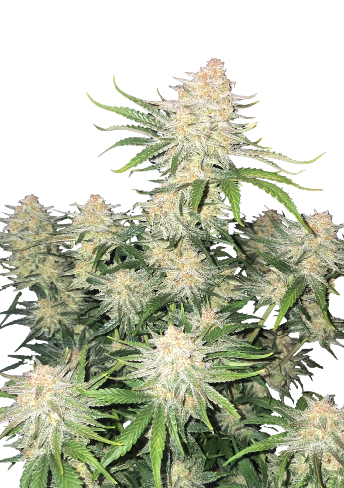 FAST BUDS - FROSTBANGER AUTO FEM - Imagen 1
