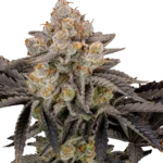 FAST BUDS - GORILLA COOKIES FLORACIÓN RÁPIDA FEM