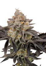 FAST BUDS - GORILLA COOKIES FAST FLOWERING FEM