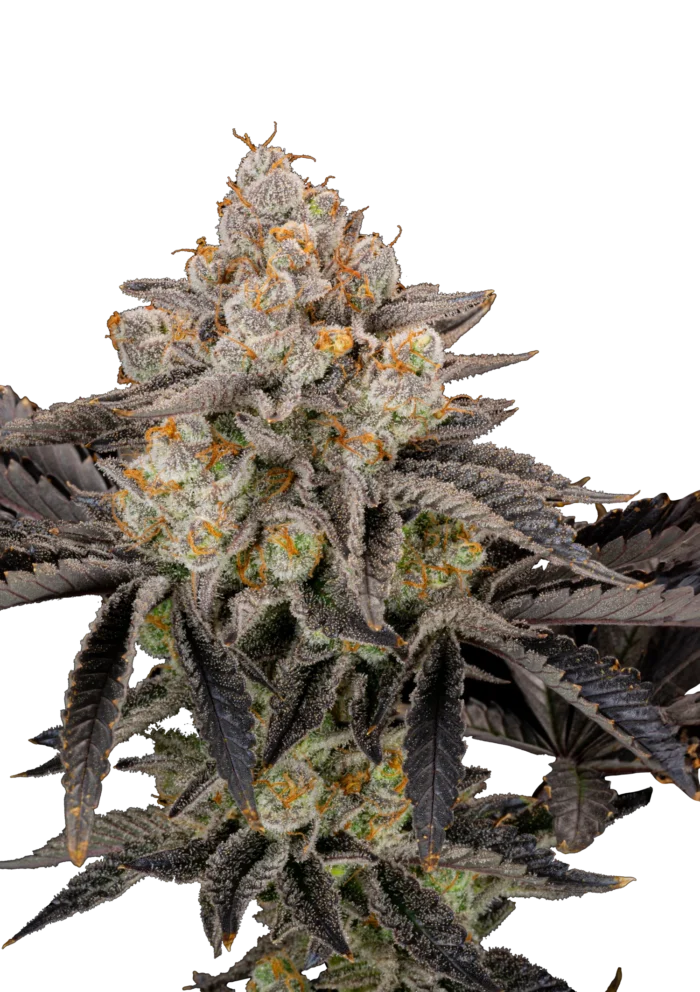 FAST BUDS - GORILLA COOKIES FAST FLOWERING FEM - immagine 1