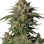 FAST BUDS - GG4 SHERBET FLORAISON RAPIDE FEM