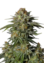 FAST BUDS - GG4 SHERBET FAST FLOWERING FEM