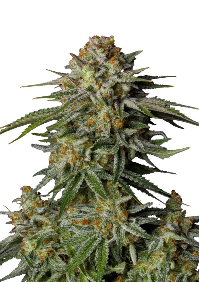 FAST BUDS - GG4 SHERBET FAST FLOWERING FEM - immagine 1