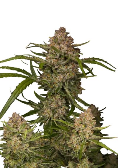 FAST BUDS - GUAVA AUTO FEM – Image 2