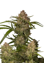 FAST BUDS - GUAVA AUTO FEM