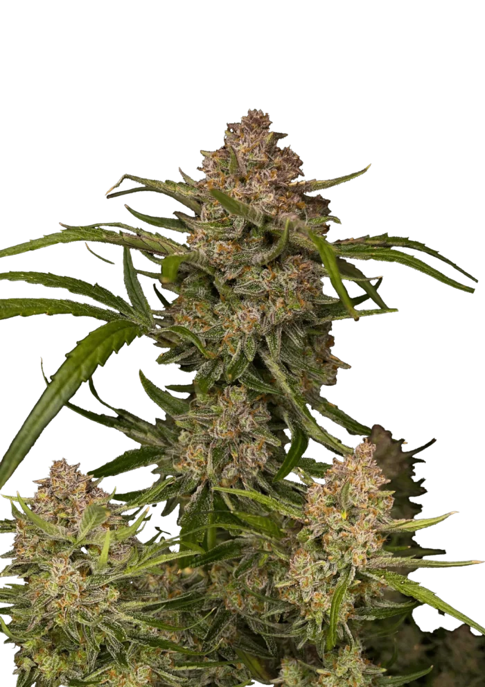 FAST BUDS - GUAVA AUTO FEM - immagine 1