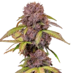 FAST BUDS - LEMON CHERRY COOKIES AUTO FEM