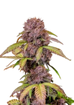 FAST BUDS - LEMON CHERRY COOKIES AUTO FEM