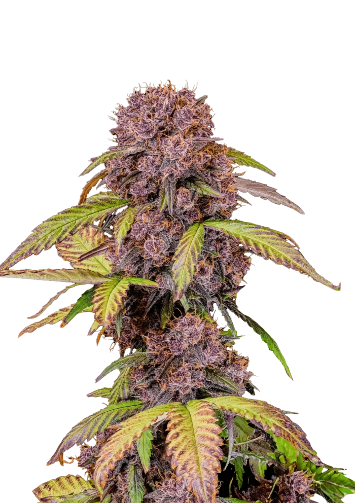 FAST BUDS - LEMON CHERRY COOKIES AUTO FEM - Image 1
