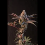 FAST BUDS - LEMON CHERRY RUNTZ FEM - immagine 2
