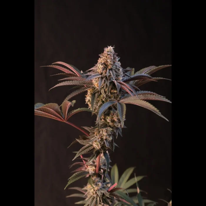 FAST BUDS - LEMON CHERRY RUNTZ FEM - immagine 2