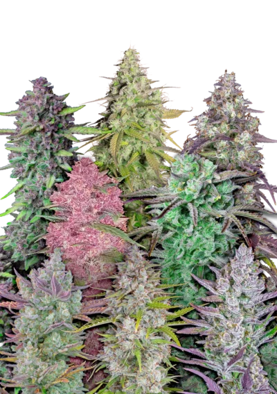 FAST BUDS - MIX PACK AUTO FEM - Imagen 2