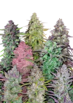 FAST BUDS - MIX PACK AUTO FEM