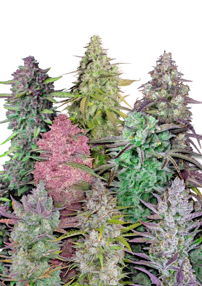 FAST BUDS - MIX PACK AUTO FEM – Image 1