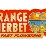 FAST BUDS - ORANGE SHERBET FAST FLOWERING FEM