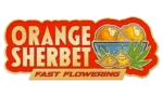 FAST BUDS - ORANGE SHERBET FAST FLOWERING FEM - immagine 2