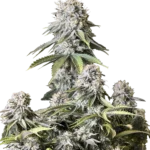 FAST BUDS - ORANGE SHERBET FLORACIÓN RÁPIDA FEM