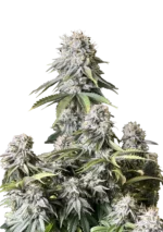 FAST BUDS - ORANGE SHERBET FAST FLOWERING FEM