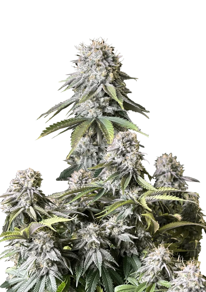 FAST BUDS - ORANGE SHERBET FAST FLOWERING FEM - immagine 1