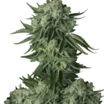 FAST BUDS - ORIGINAL MOBY DICK AUTO FEM