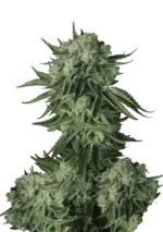 FAST BUDS - ORIGINAL MOBY DICK AUTO FEM