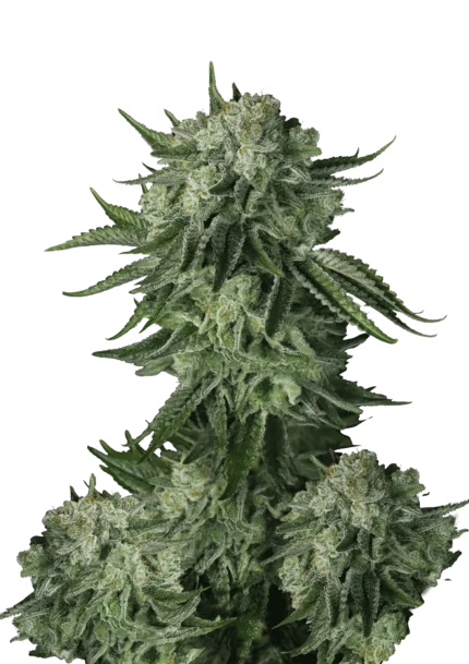 FAST BUDS - ORIGINAL MOBY DICK AUTO FEM